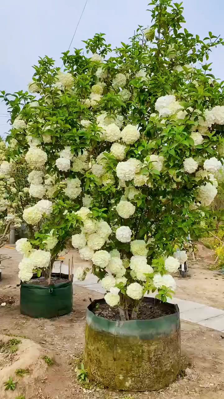 中华木绣球又名斗球花开如斗耐寒耐旱南北方都可以栽植-度小视