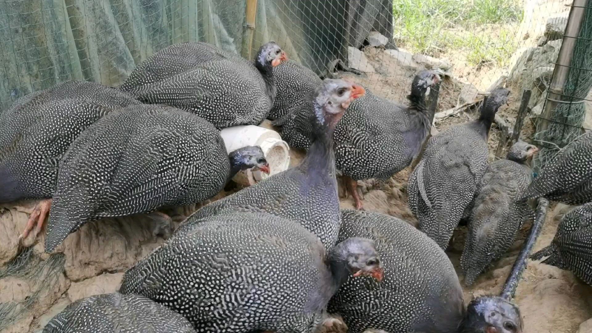 来自非洲的珍珠鸡,声音很别致,从早到晚不停叫,听着太累了!