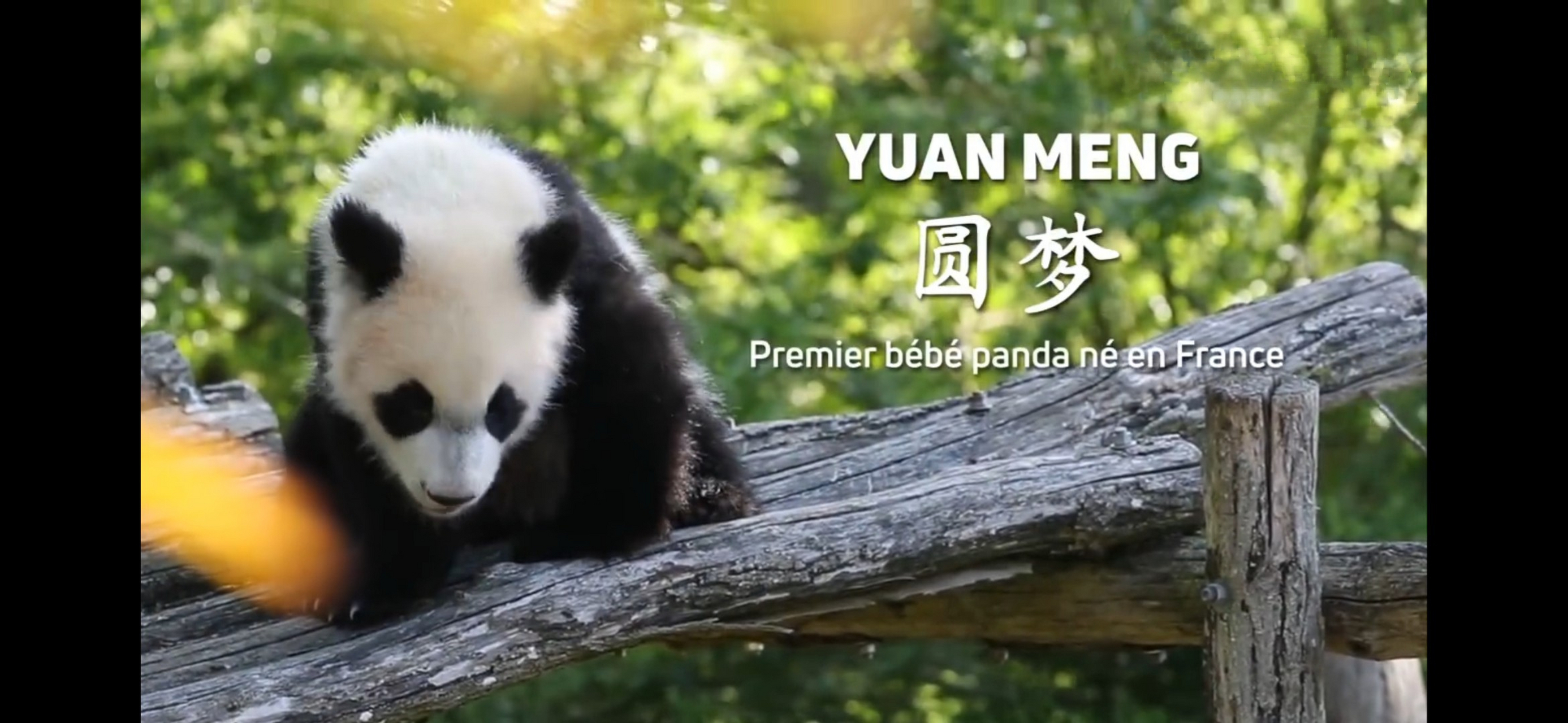 5月4日,法国博瓦勒动物园发布消息称,旅法大熊猫"圆梦"将于7月4日返回