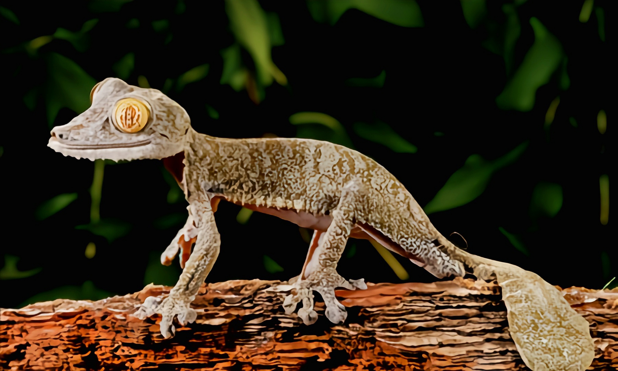 种动物——马达加斯加叶尾守宫 马达加斯加叶尾守宫别名巨型叶尾壁虎