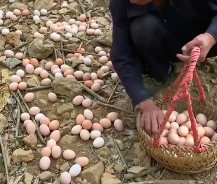 广东男子在自家鸡场拾土鸡蛋,满地都是鸡蛋,画面太让人满足啦!