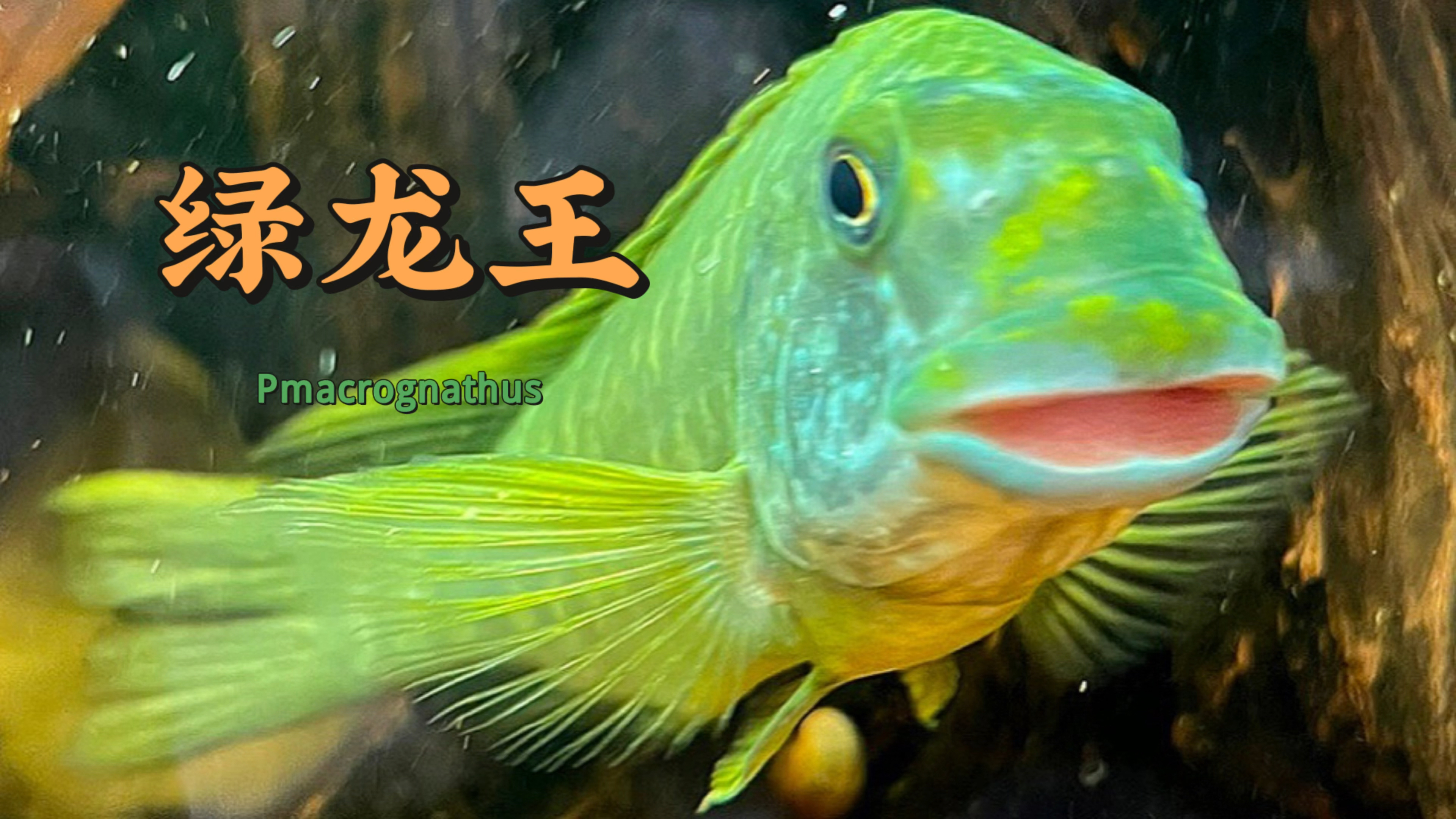 三湖慈鲷之坦湖绿色龙王鲷