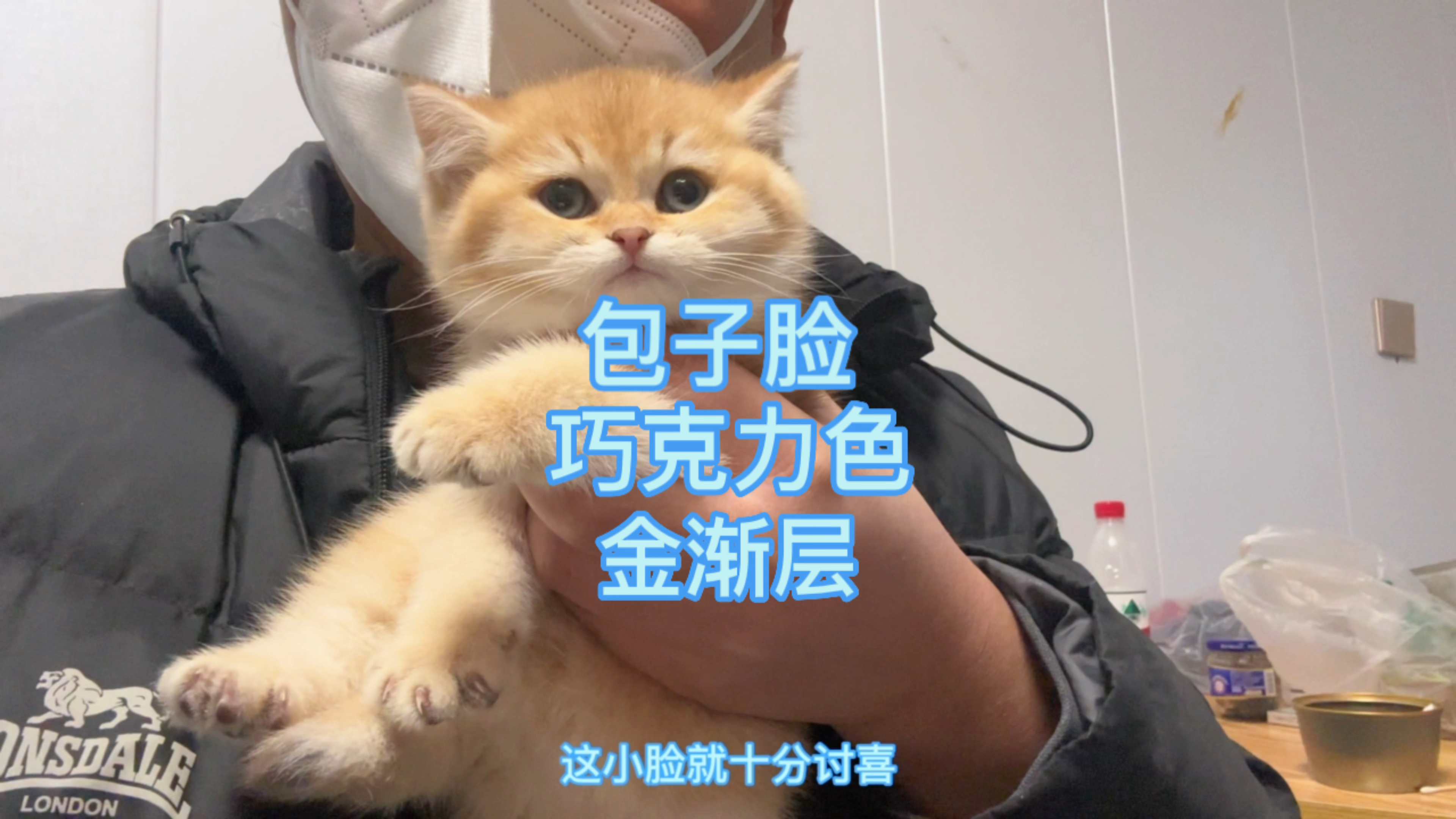 巧克力色金渐层特点有哪些,包子脸的金渐层真讨人喜欢