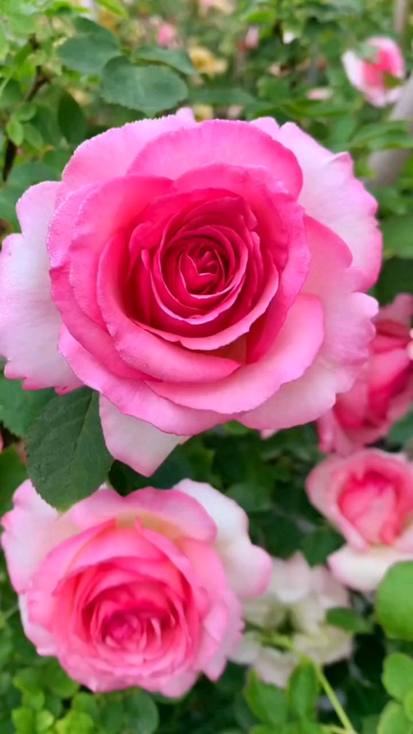 藤本月季粉色粉色龙沙宝石,开花浓香太美了-度小视