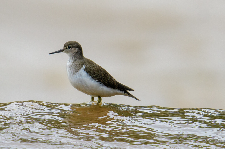 大兴安岭夜空现成群"夜光鸟",专家称是矶鹬,荧光作用非常重要