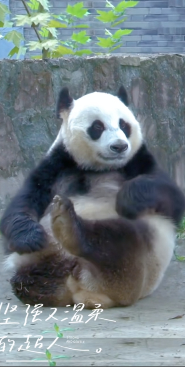 戴丽真的很棒,是最励志三只腿大熊猫,20年坚持生命的信念[赞同][赞同]