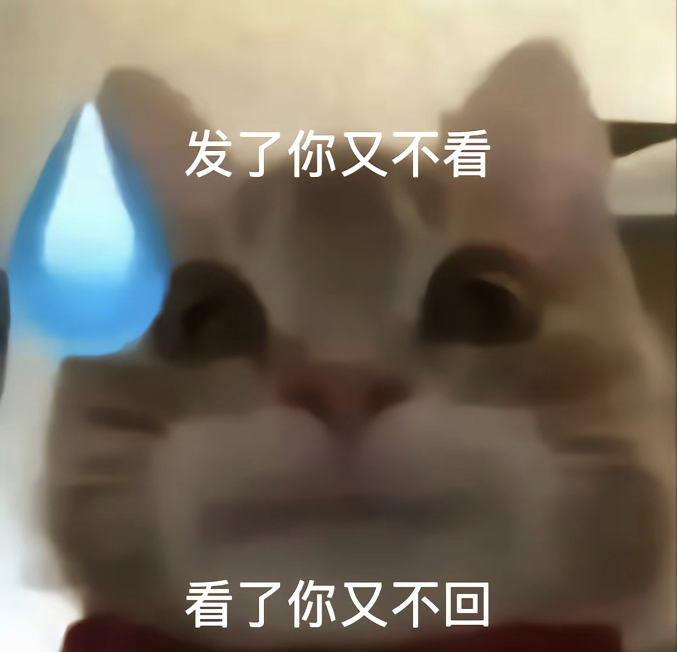 歪嘴小猫表情包～ #恋爱# #搞笑# #表情包