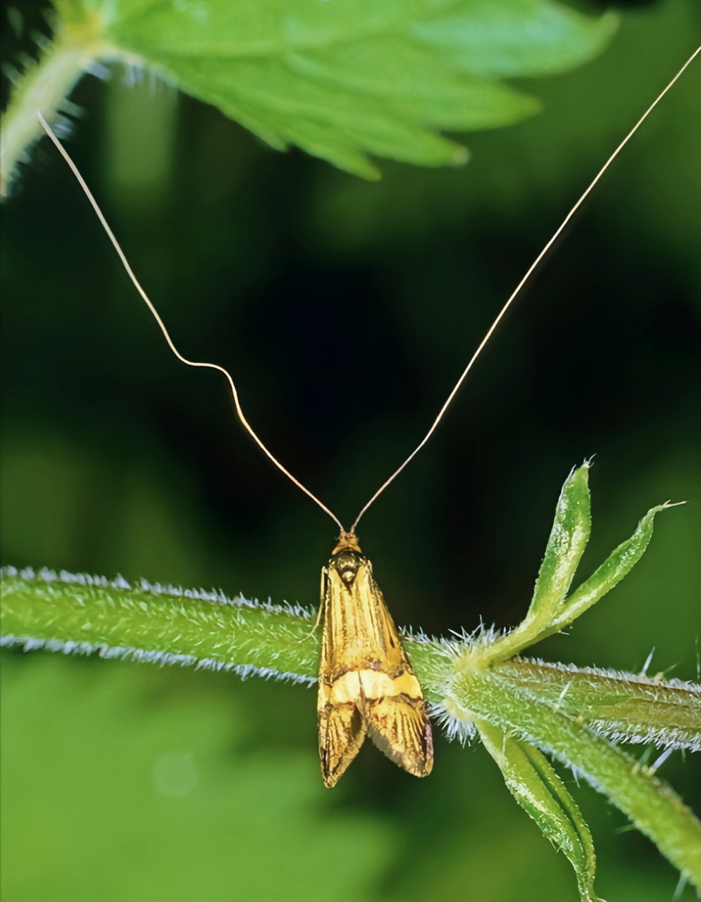 长角蛾科的蛾子个体都很小,其触角长度是身体的3倍以上,而且触角既屯