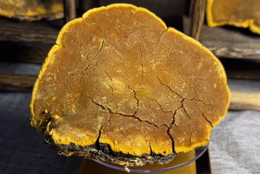 价值千金:桑黄里的坑之紫油桑黄