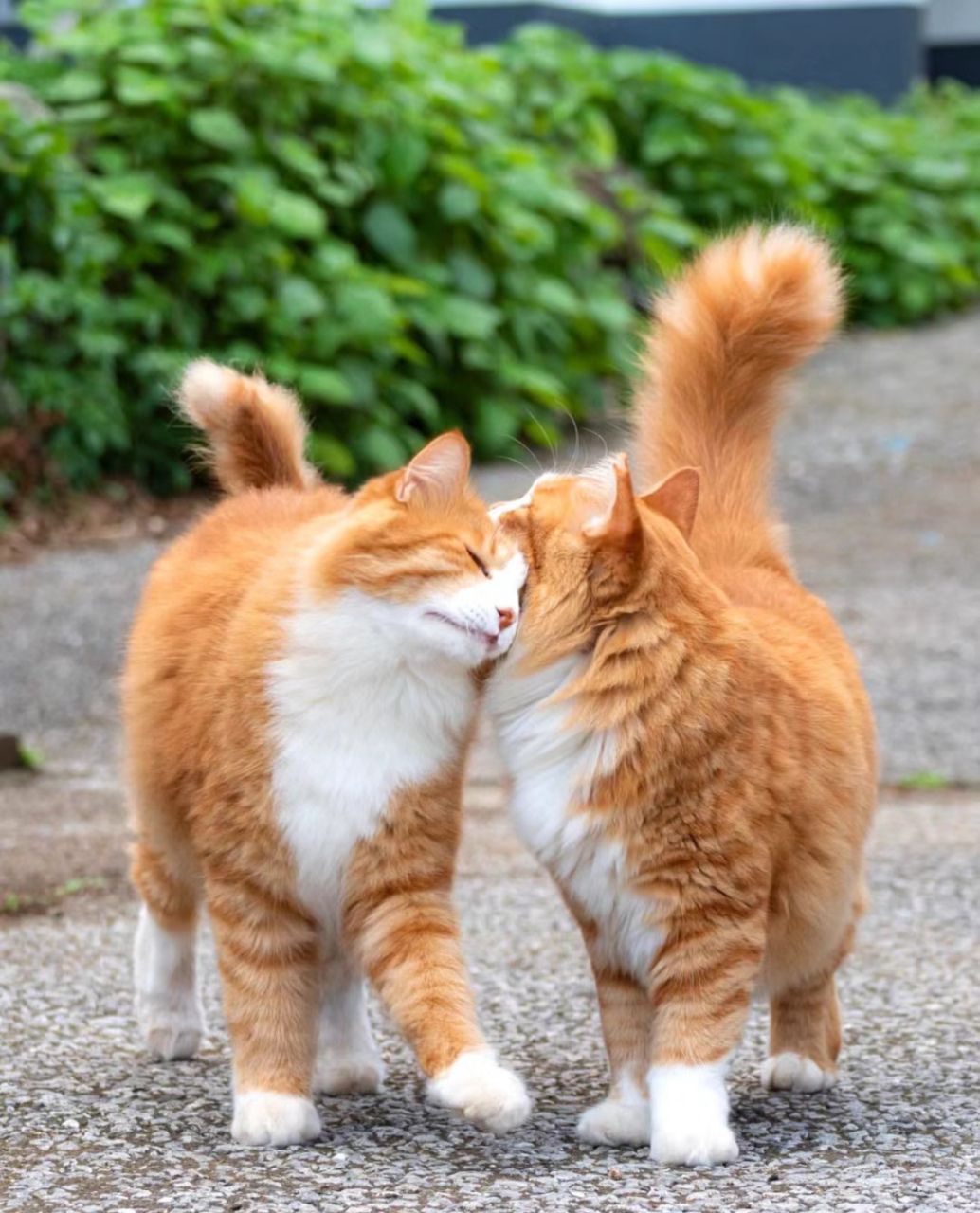 两只小猫咪喜欢亲亲  感情好好呀