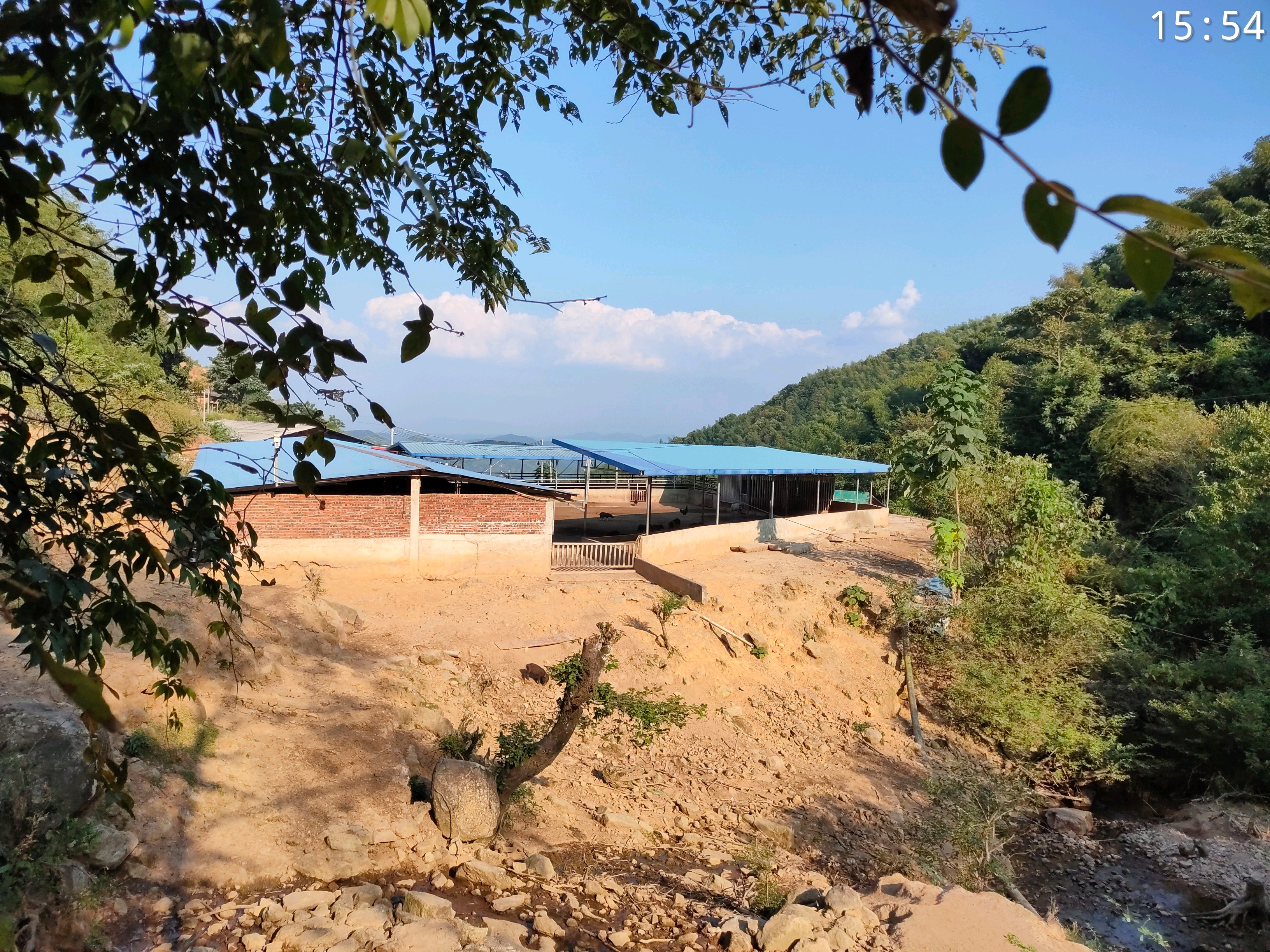 河源龙川县上坪镇野猪嶂山脚下的养猪场,杂交的黑猪有点像野猪!