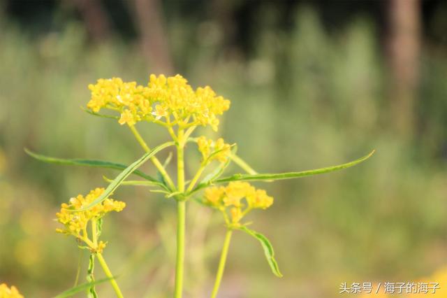 《奇妙》一点飞鸿影下，青山绿水，白草红叶黄花北紫胡花开之奇妙