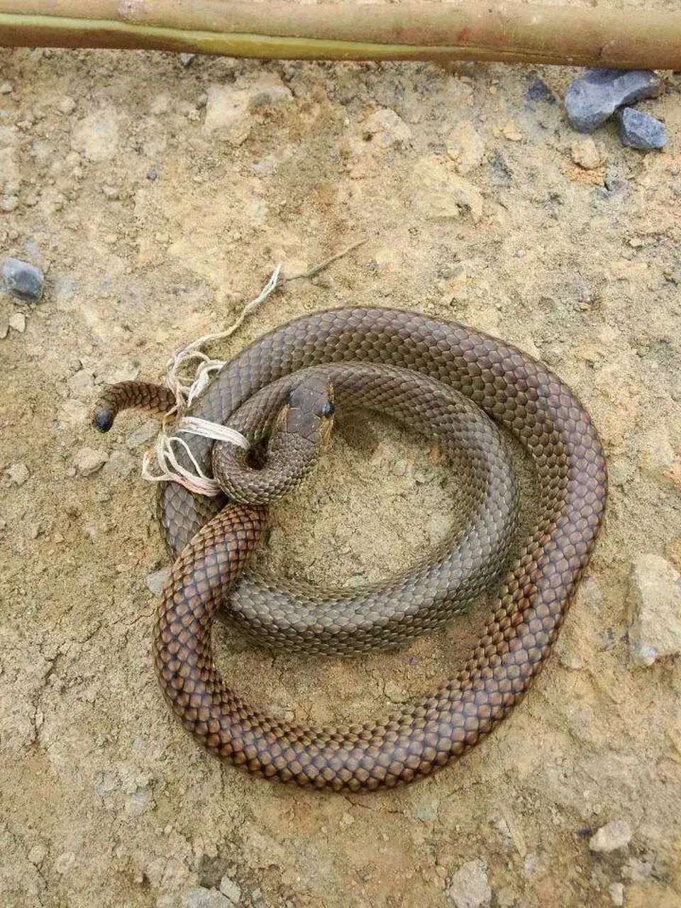 昨天早上,广东梅州,发生了一件非常可怕的事情,一45