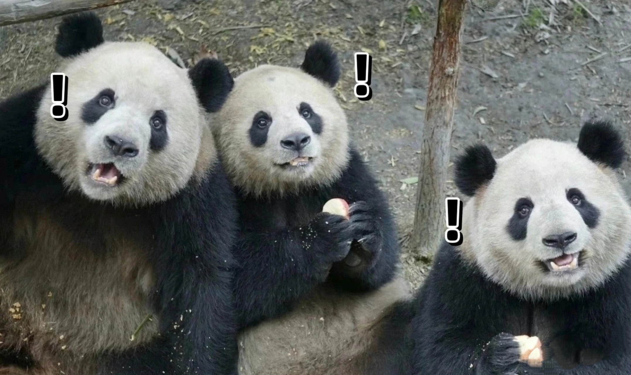 熊猫表情包第二弹!