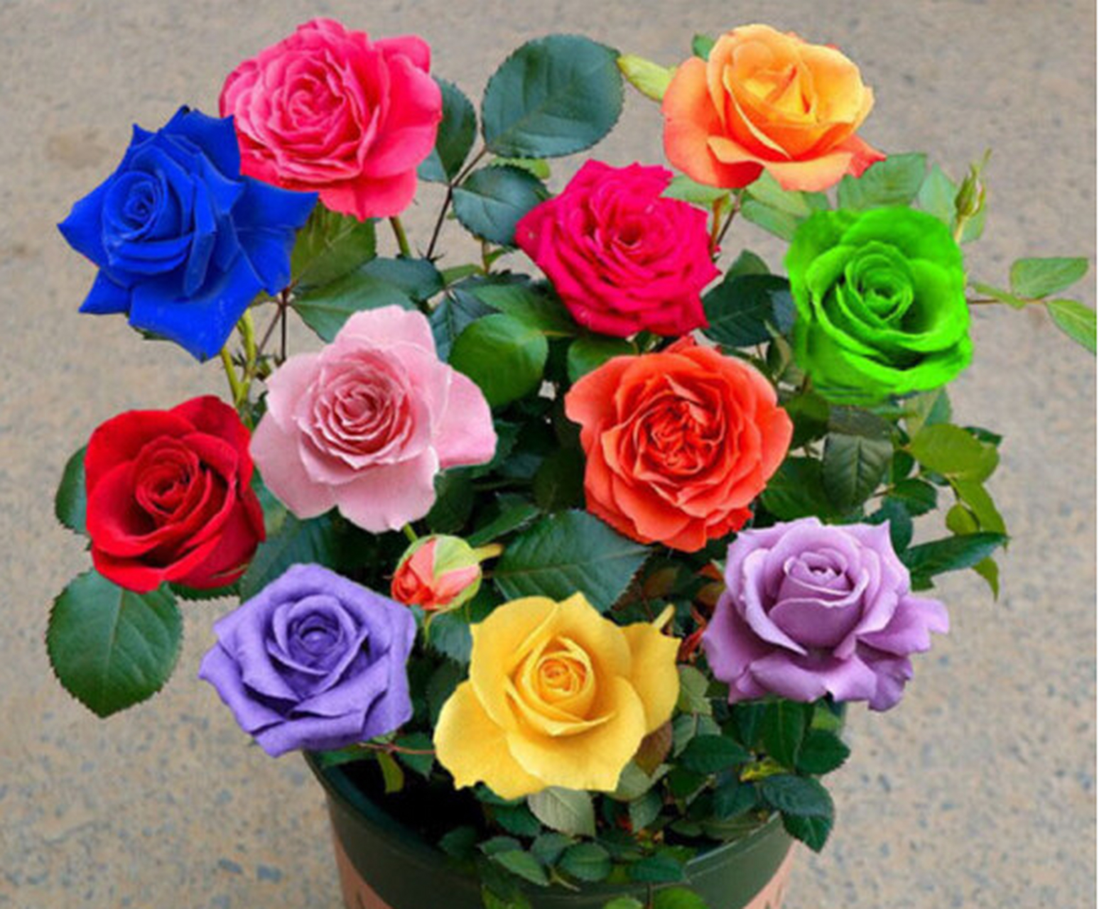 蓝色妖姬月季花具有神秘色彩,花瓣深蓝,观赏价值高,寓意着神秘,高贵