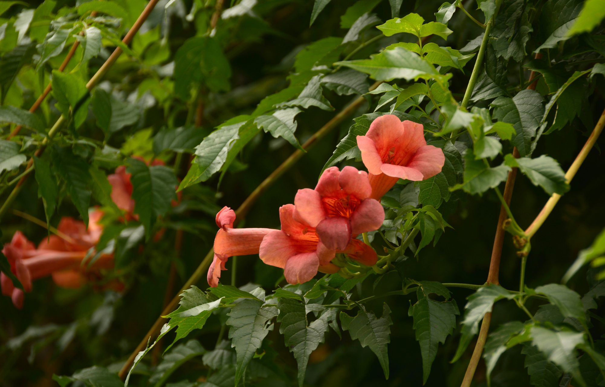 图中花名叫"厚萼凌霄",凌霄花的一种,我在广州市儿童公园里拍的,在拍