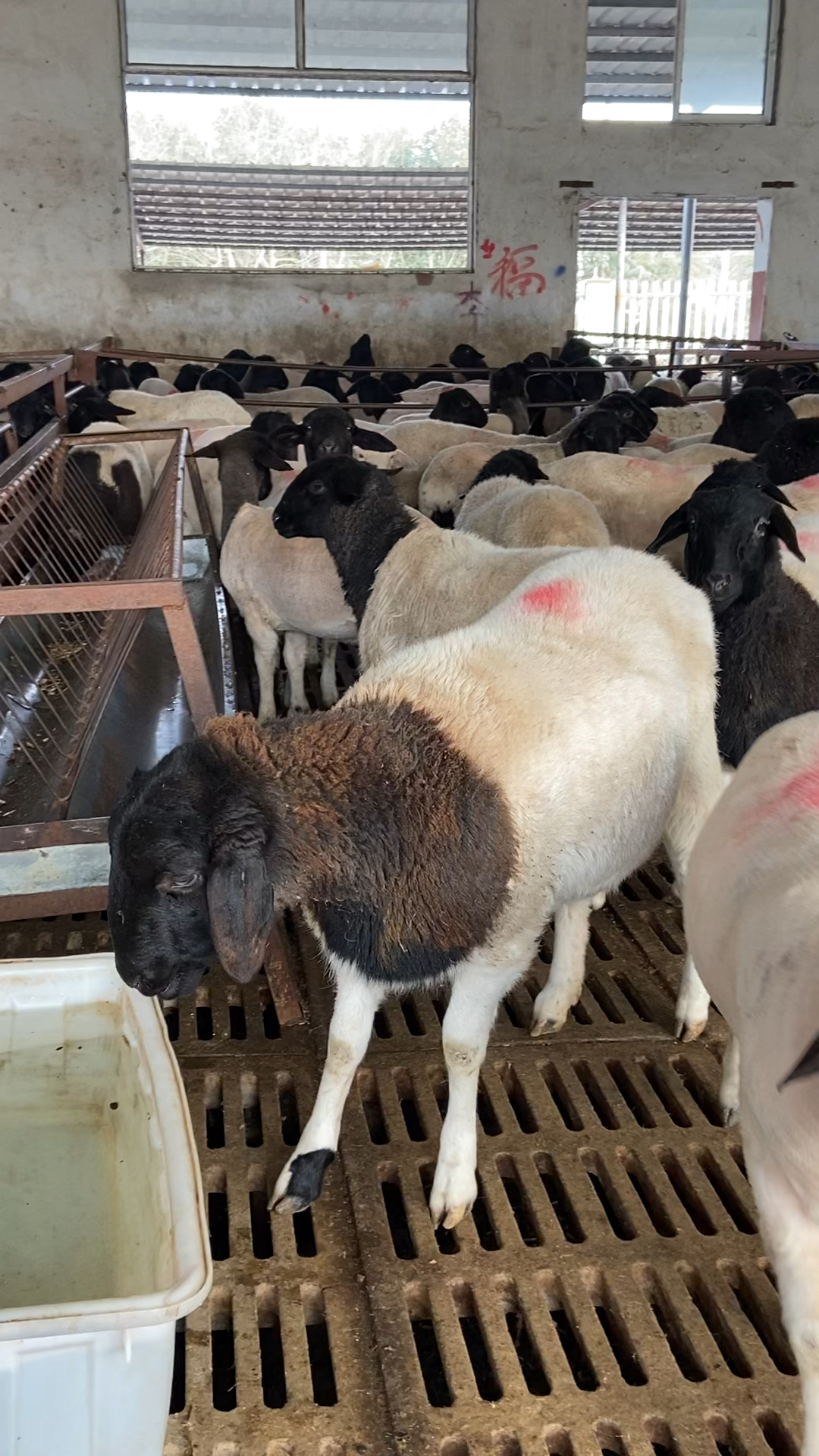 黑头杜泊绵羊头胎怀孕母羊多少钱