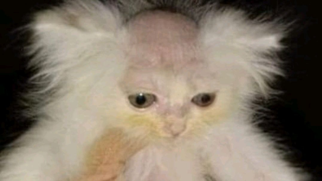 不懂就问,入室不偷不抢,给猫咪剃了个"地中海"违法吗?