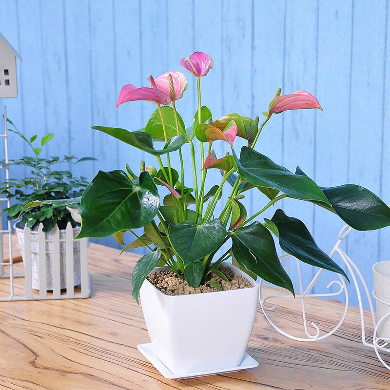 粉掌花的花语与寓意