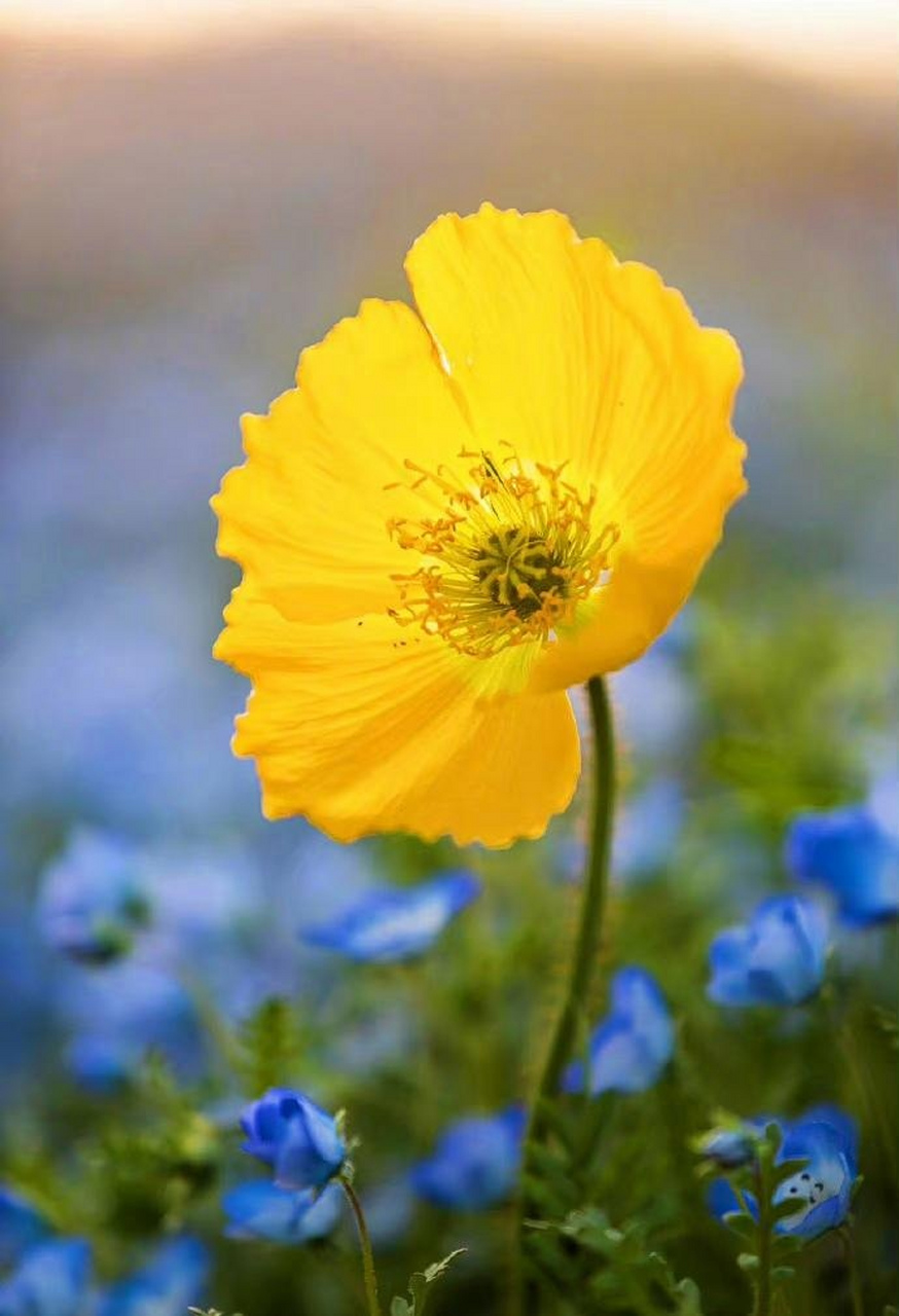 奇花异草:野罂粟,冰岛虞美人,柔弱之躯,却美的动人