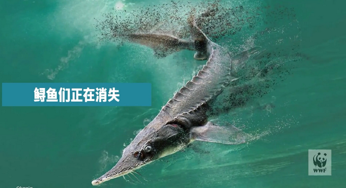 痛心这种长江特有物种已经灭绝