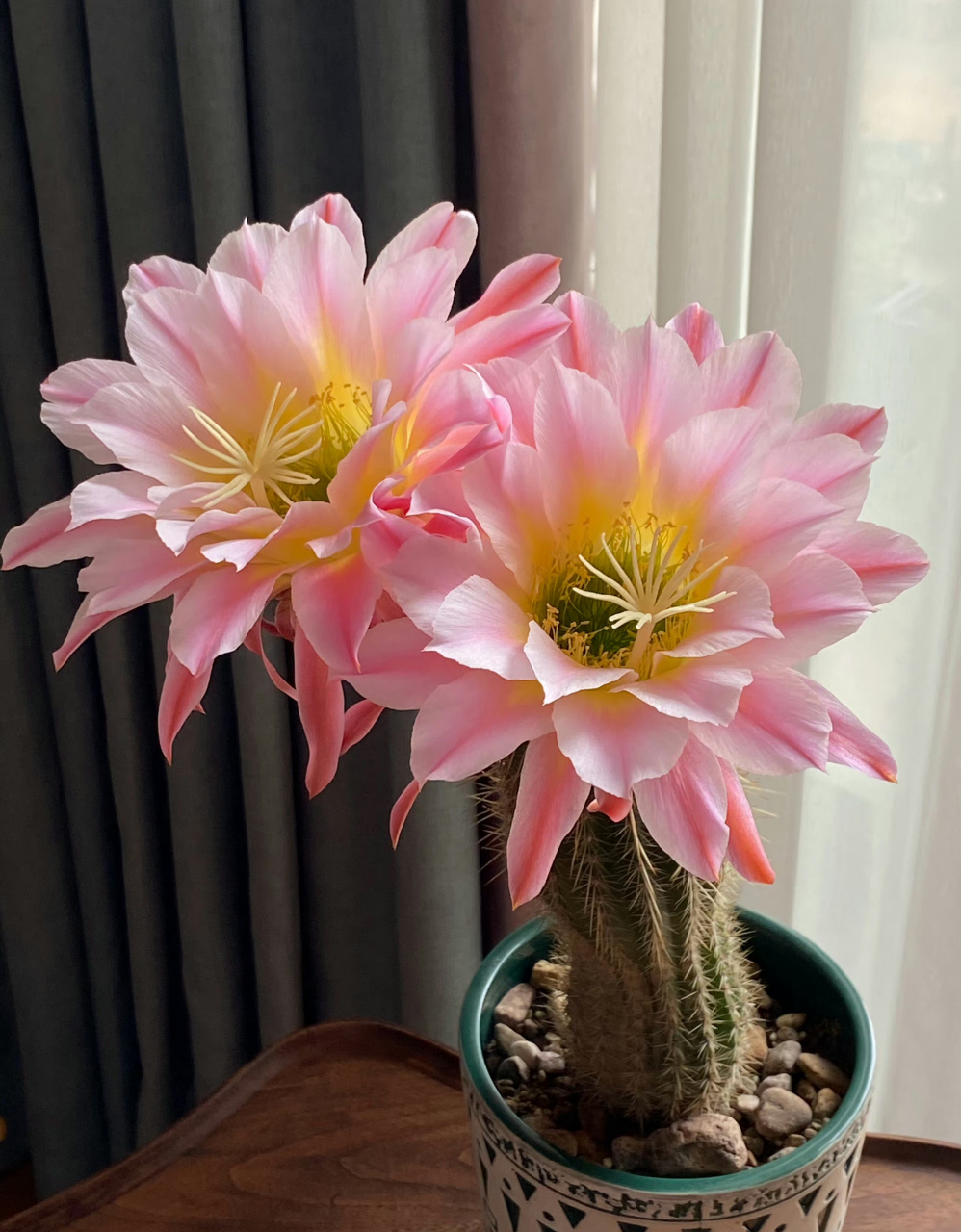 毛花柱曙光,花大色美.