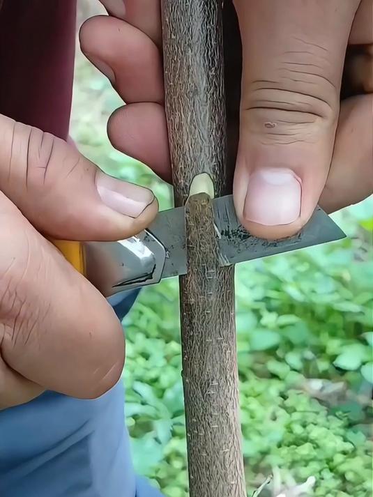 李子嫁接杏树最佳嫁接技术,生长出来的果子具有独特风味