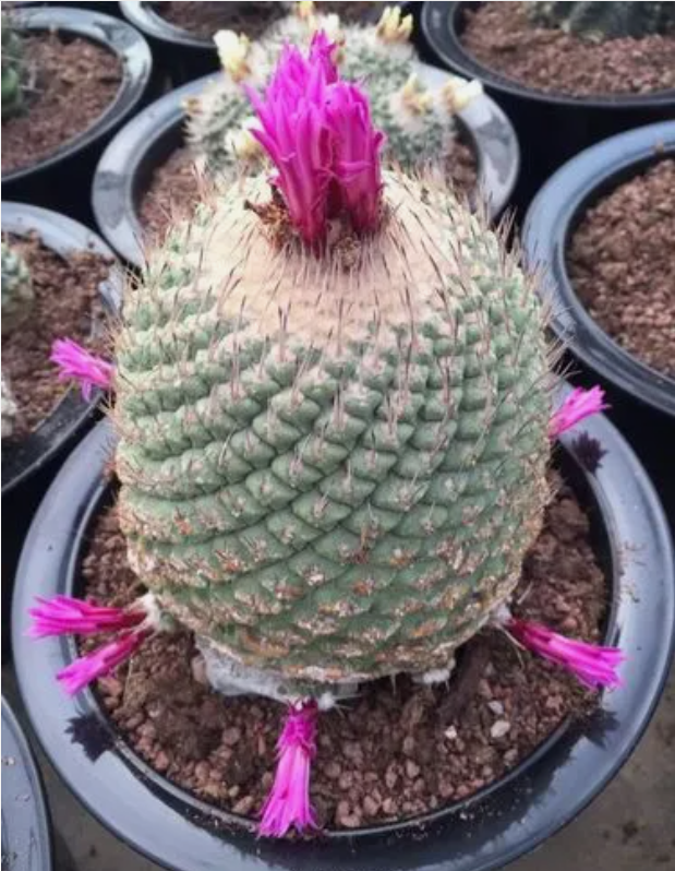 十大最贵仙人球推荐,值得收藏