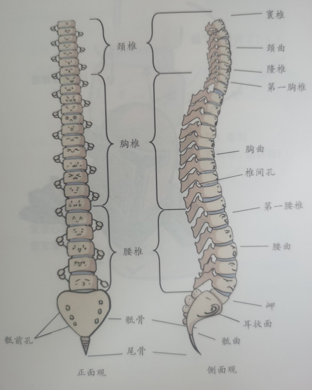 看,脊柱呈一条直线,从侧面看,脊柱有4个生理性弯曲,即颈椎,腰椎向前凸