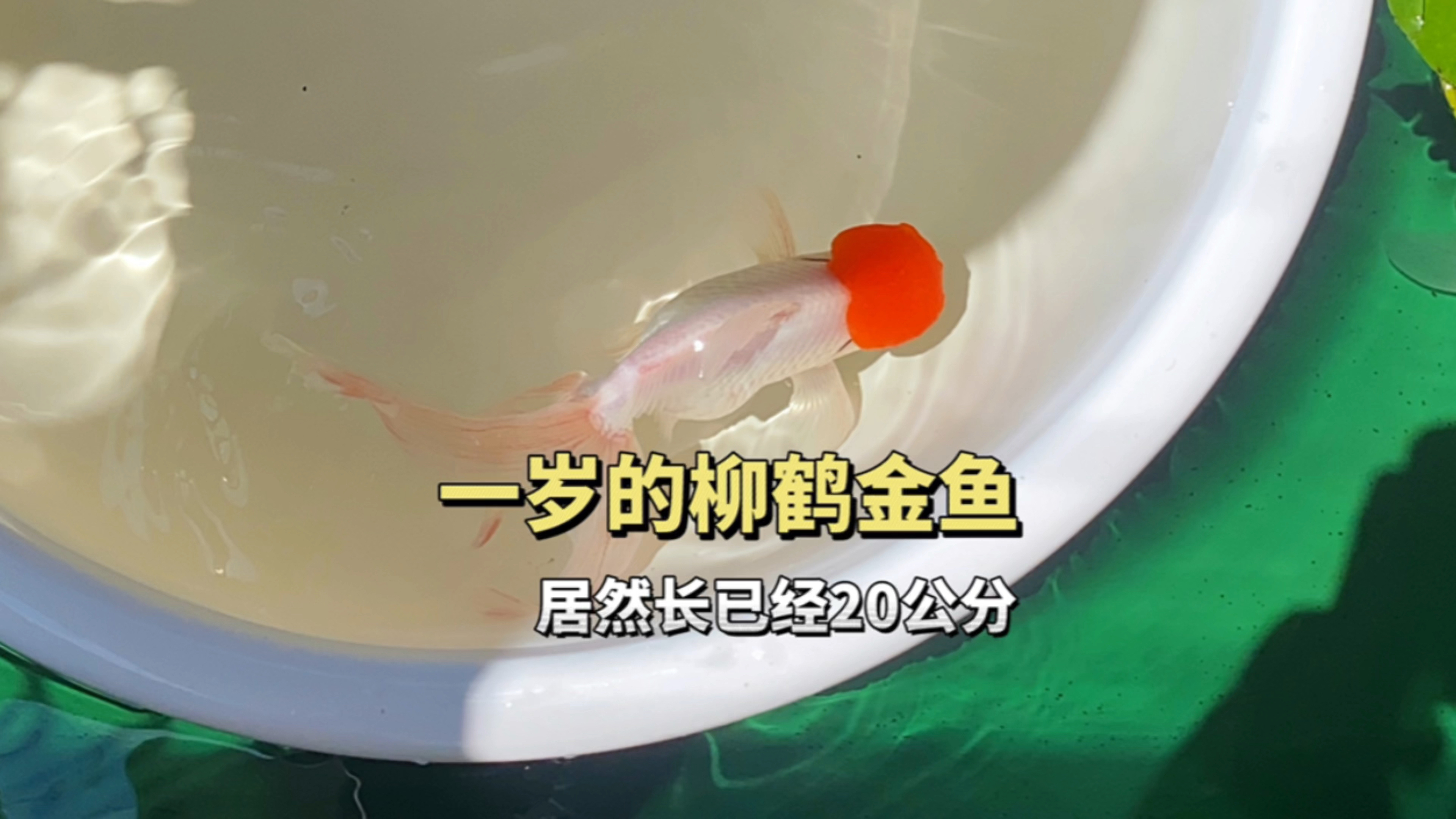 一岁的柳鹤金鱼的现状,居然有20公分长