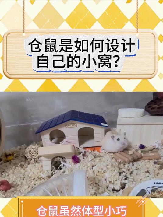 仓鼠小屋制作方法图片