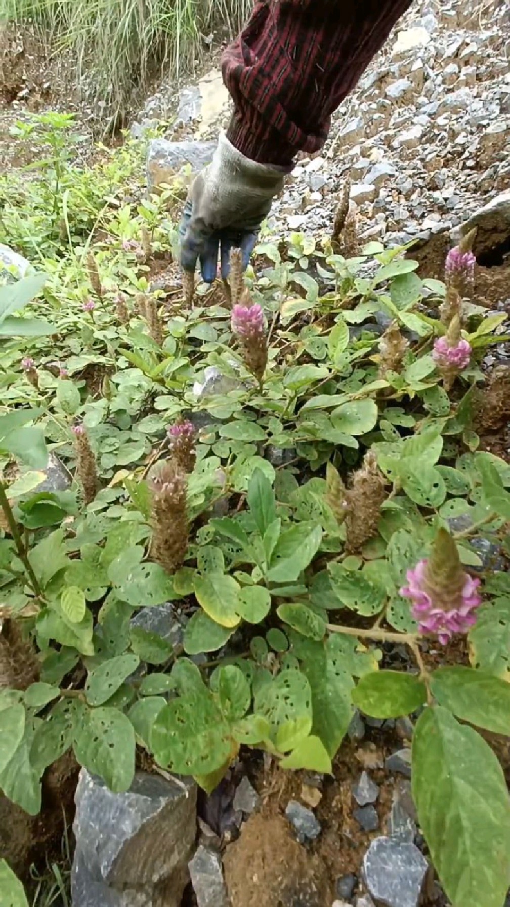狸尾草——羊咩香开花了