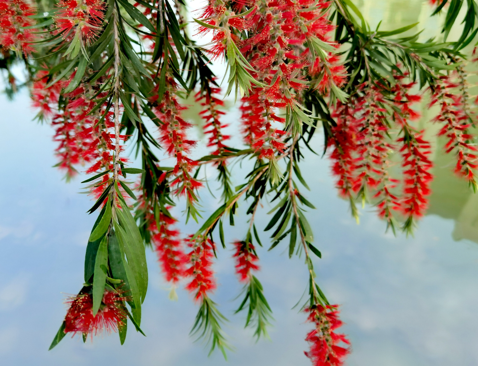 美极了,垂枝红千层!