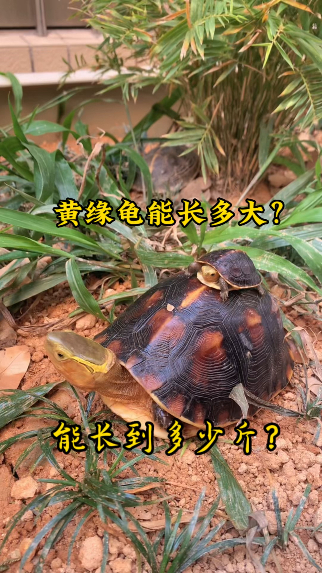 黄缘龟能长多大?今天给你们讲一下