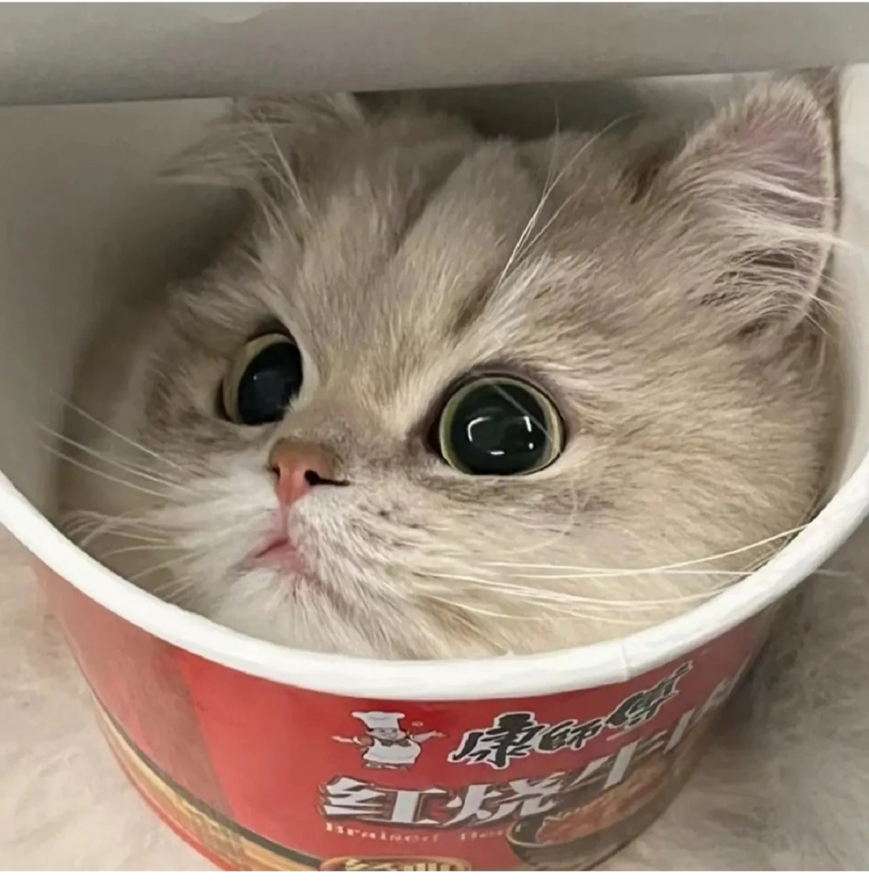 这碗猫猫泡面你值得拥有