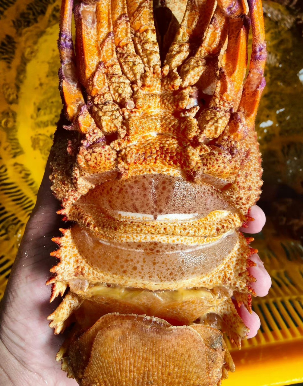 鳞突拟蝉虾,俗称犀牛虾,海战车,拖鞋龙虾,真的是太好看了!