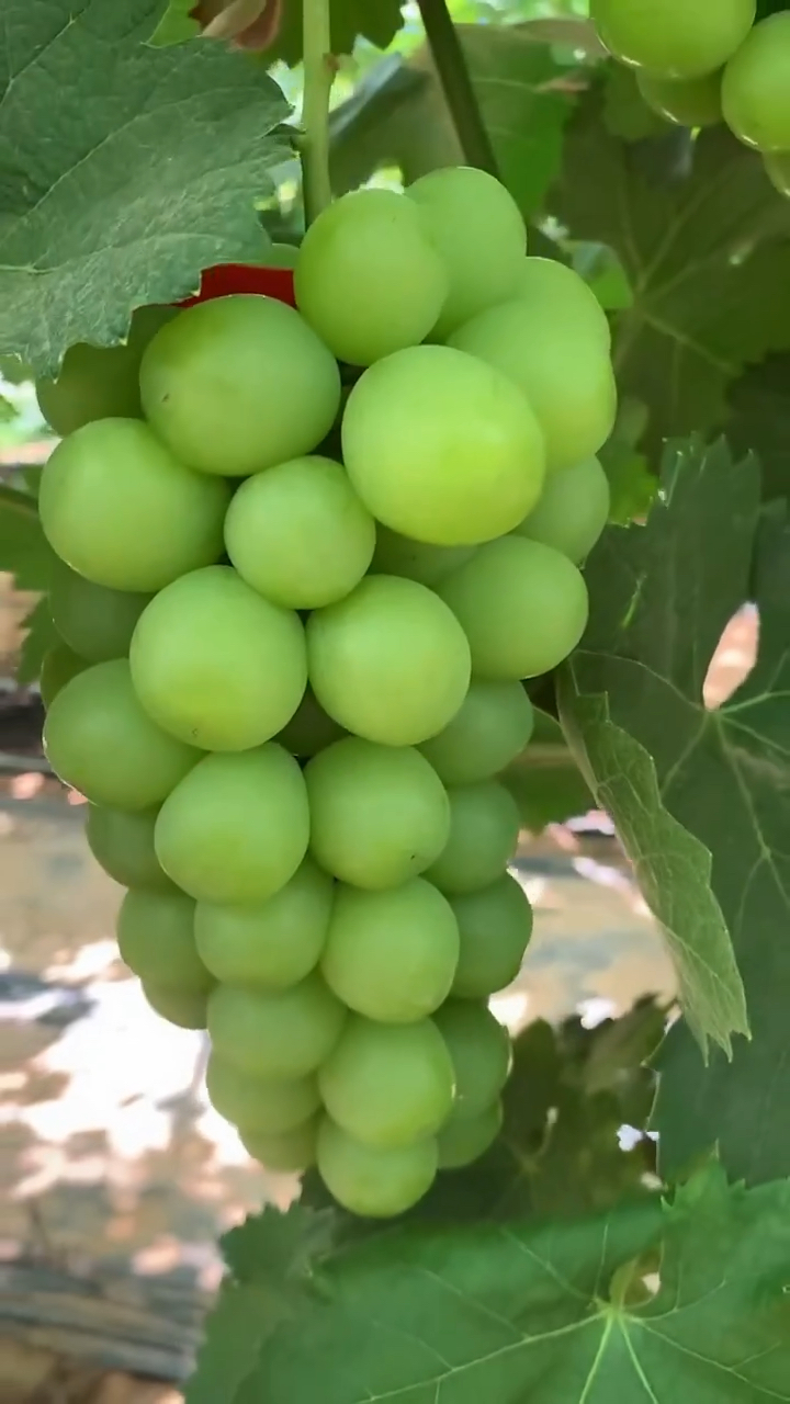 阳光十三葡萄苗比阳光玫瑰葡萄苗早熟植株健壮根系发达甜度高