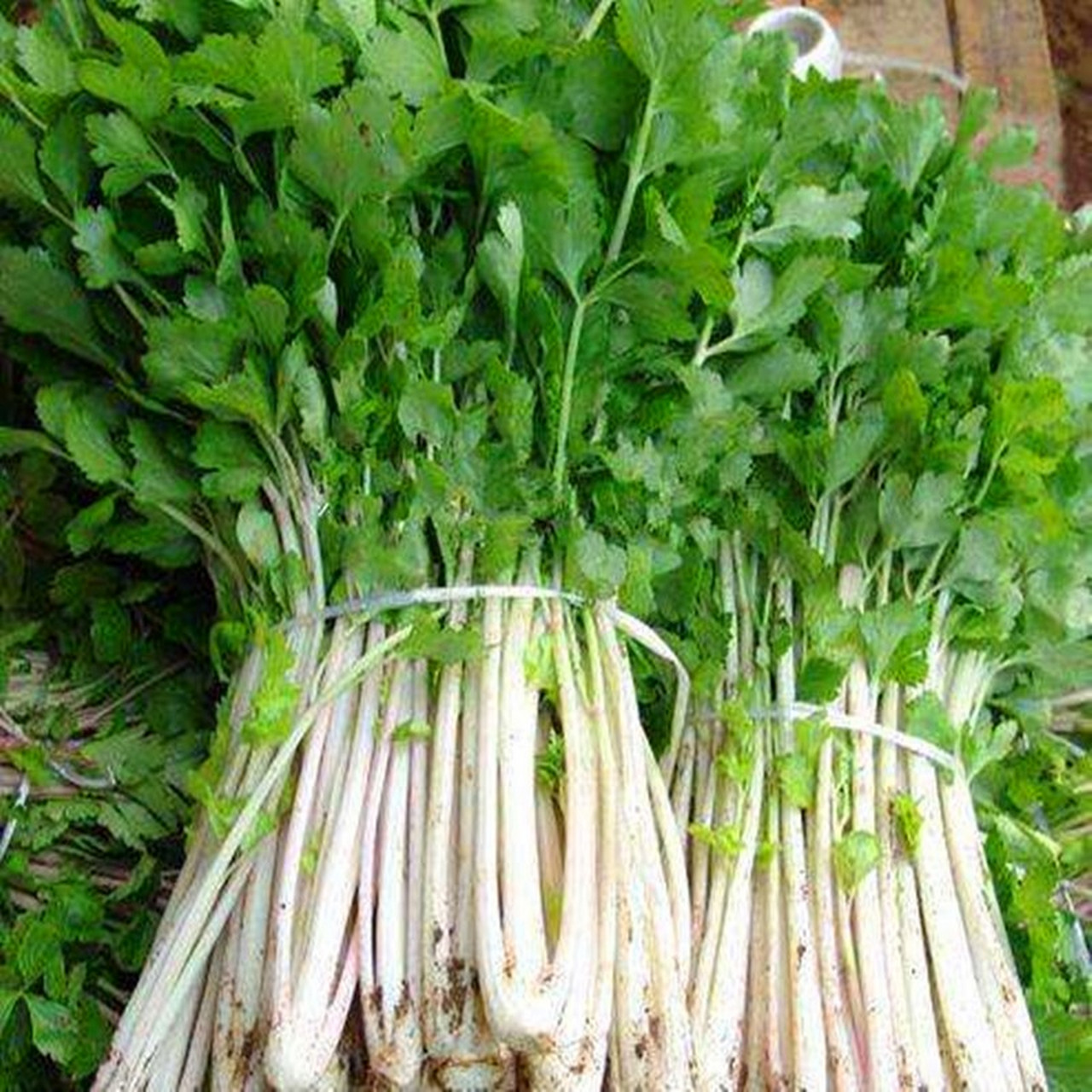 白芹种子四川白杆芹菜阳台种菜蔬菜家庭盆栽庭院田园蔬菜籽蔬果