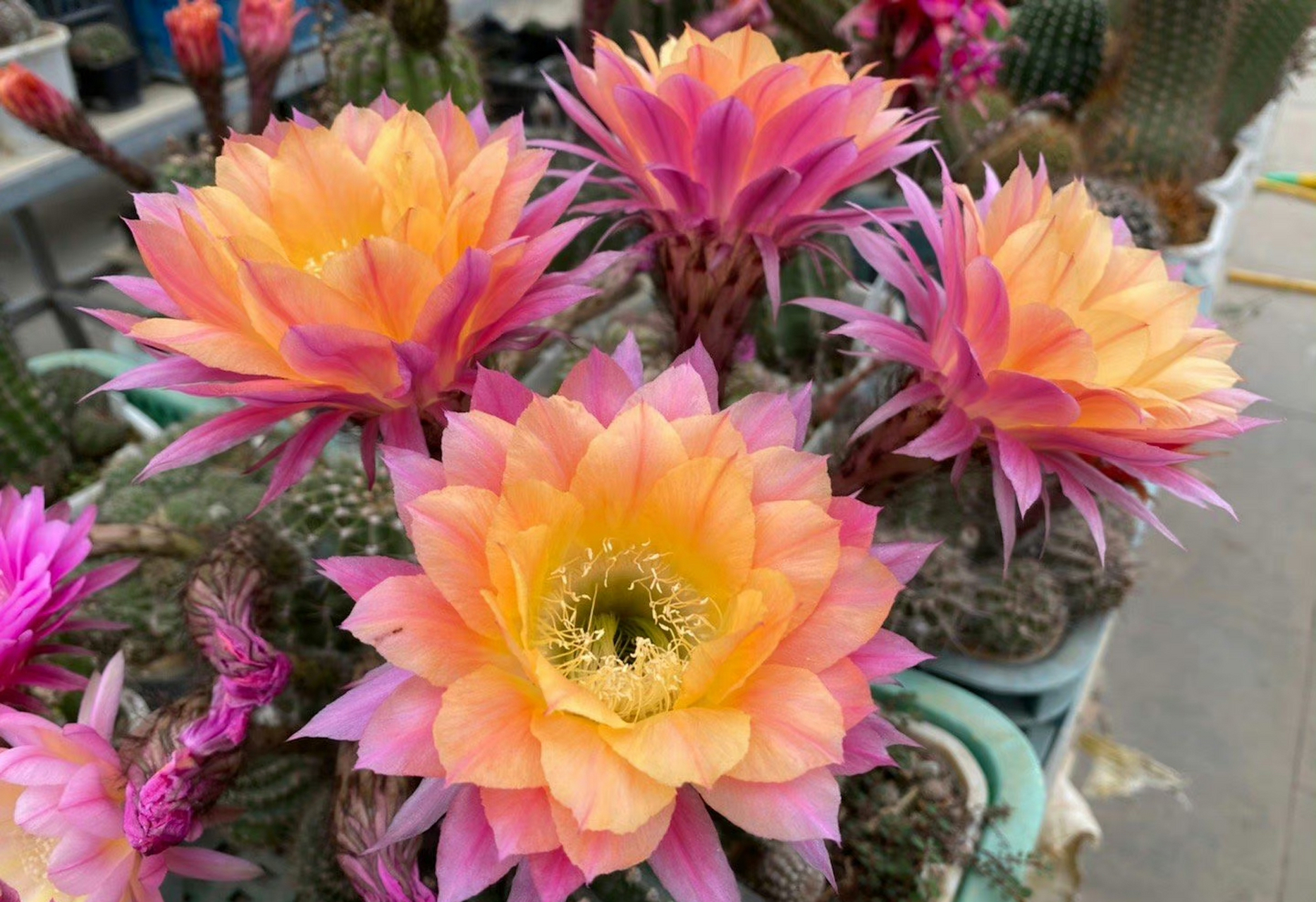 彩草:激流(riptide) 席克氏系列彩草中很经典的品种,中小型花,颜色