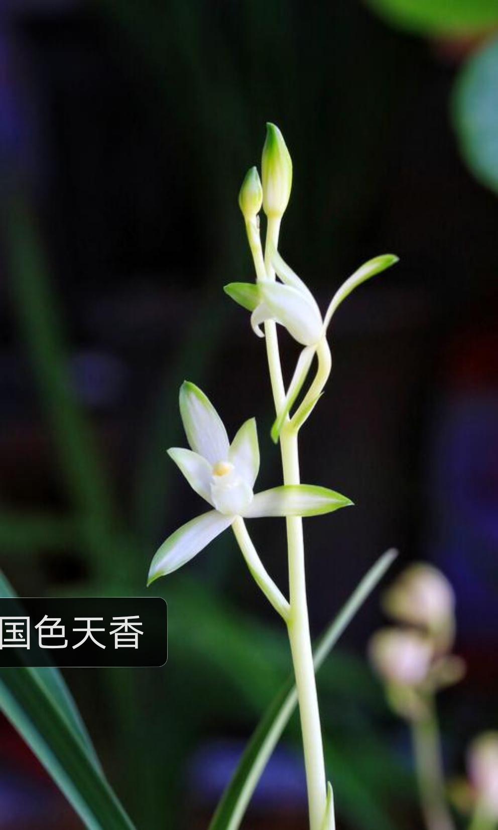 这三棵白色兰花你觉得哪棵更好看?