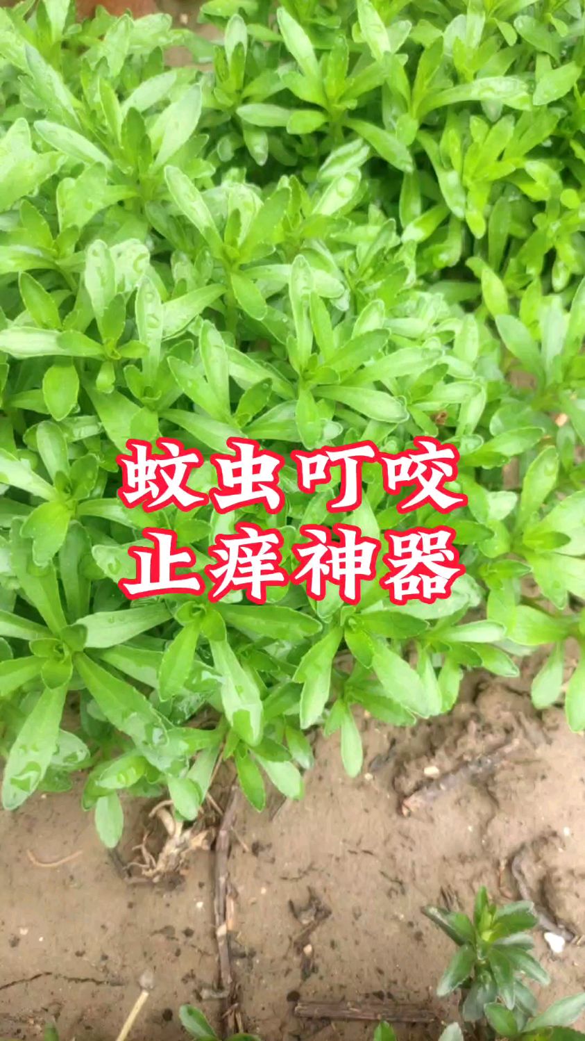 蚊子草,3个作用,深受大家喜爱,30秒了解一下