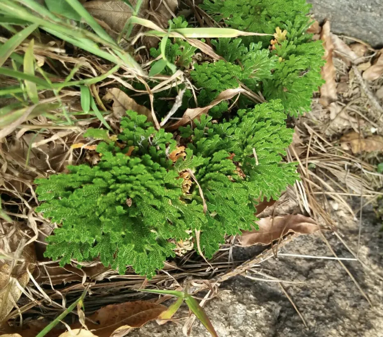 在農村中,有一種獨特的植物備受農民們的關注,它就是九死還魂草.