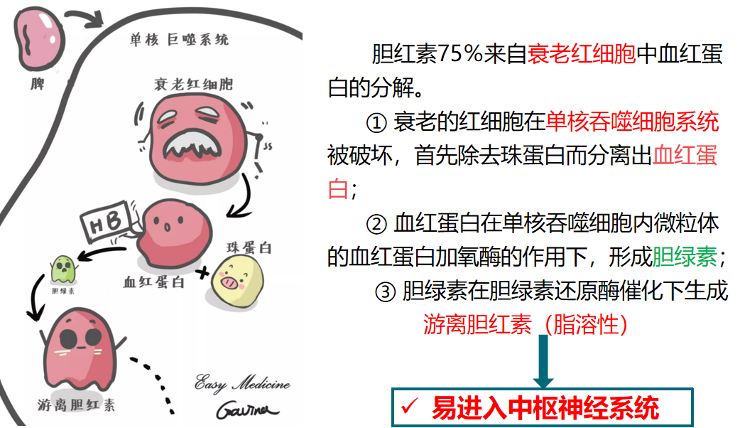 胆红素正常代谢示意图图片