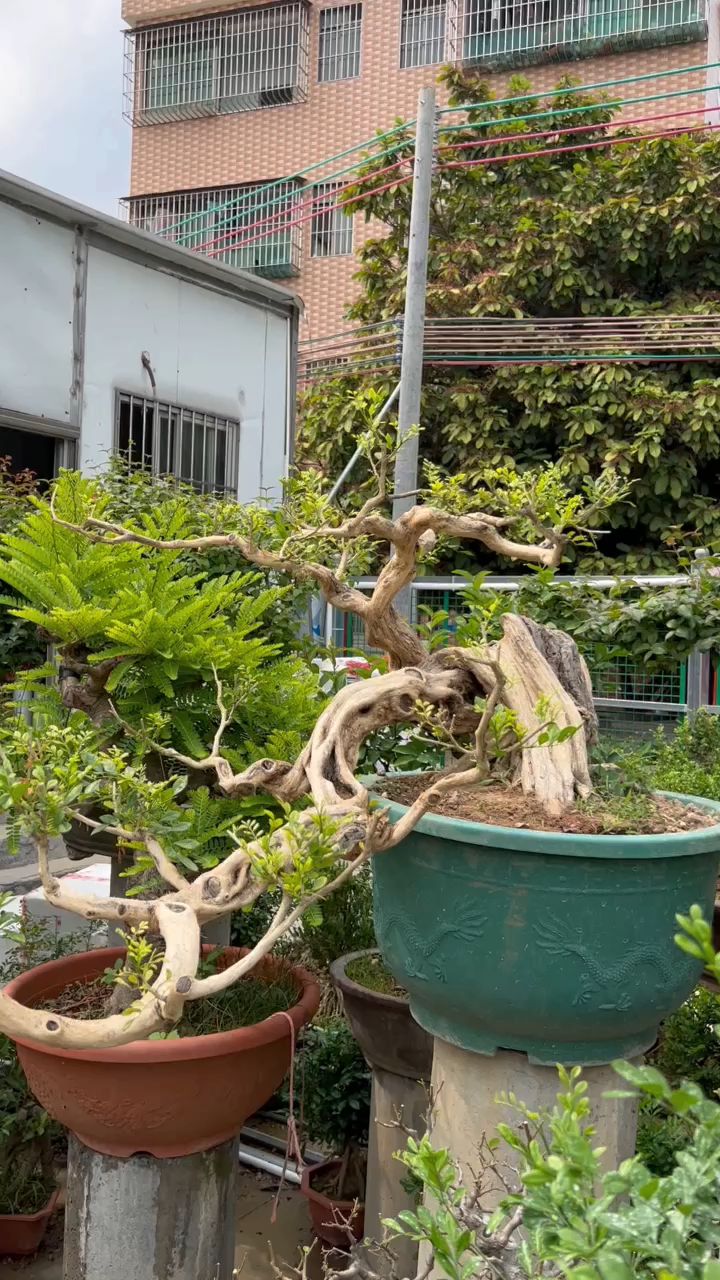 盆景唯有邻水悬崖最具意境,这颗九里香朋友看看-度小视