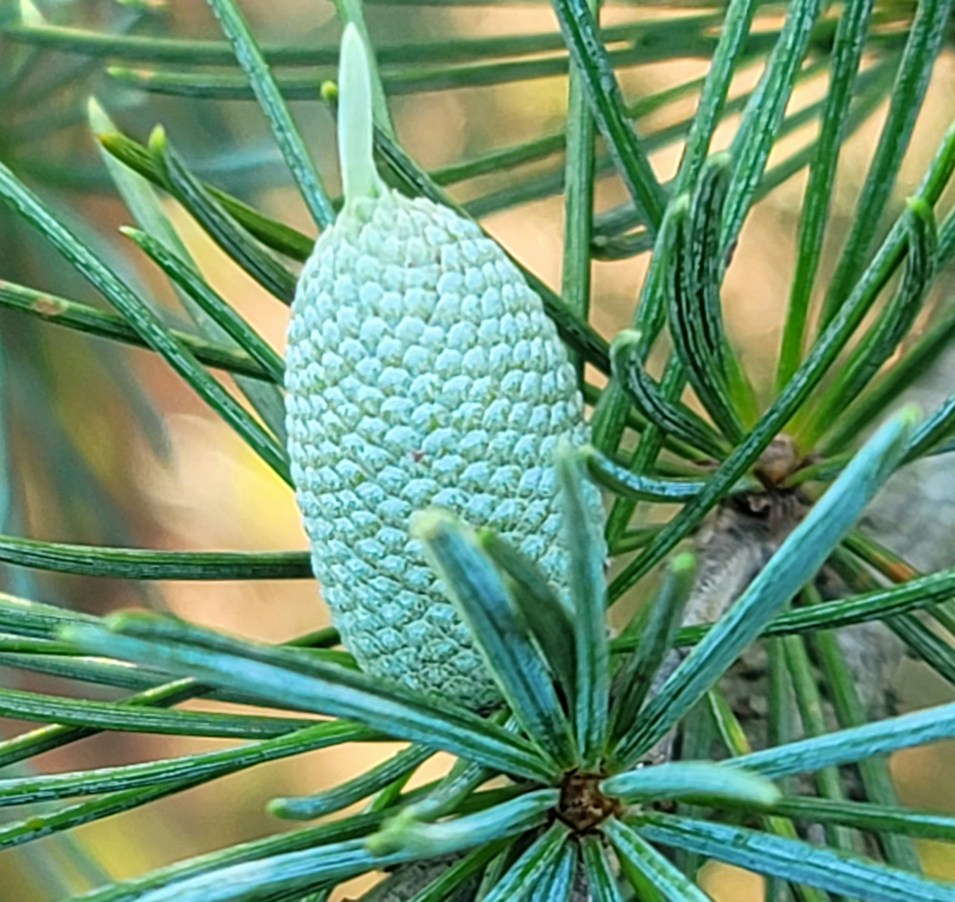 估计很多人没见过雪松结果,雪松果难得一见,是因为雪松结果一般要有3