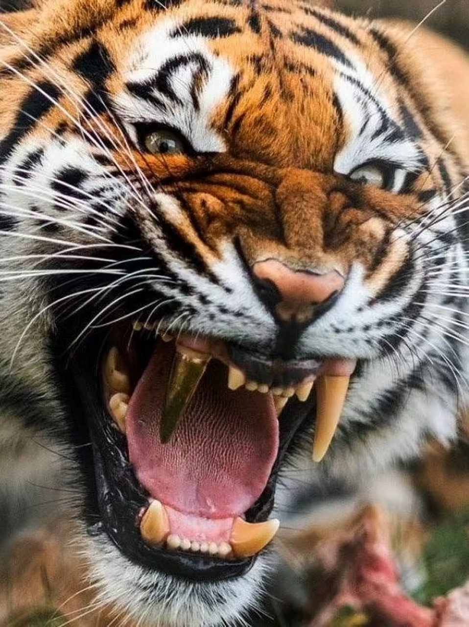 老虎的牙齿也怎么不好吗?
