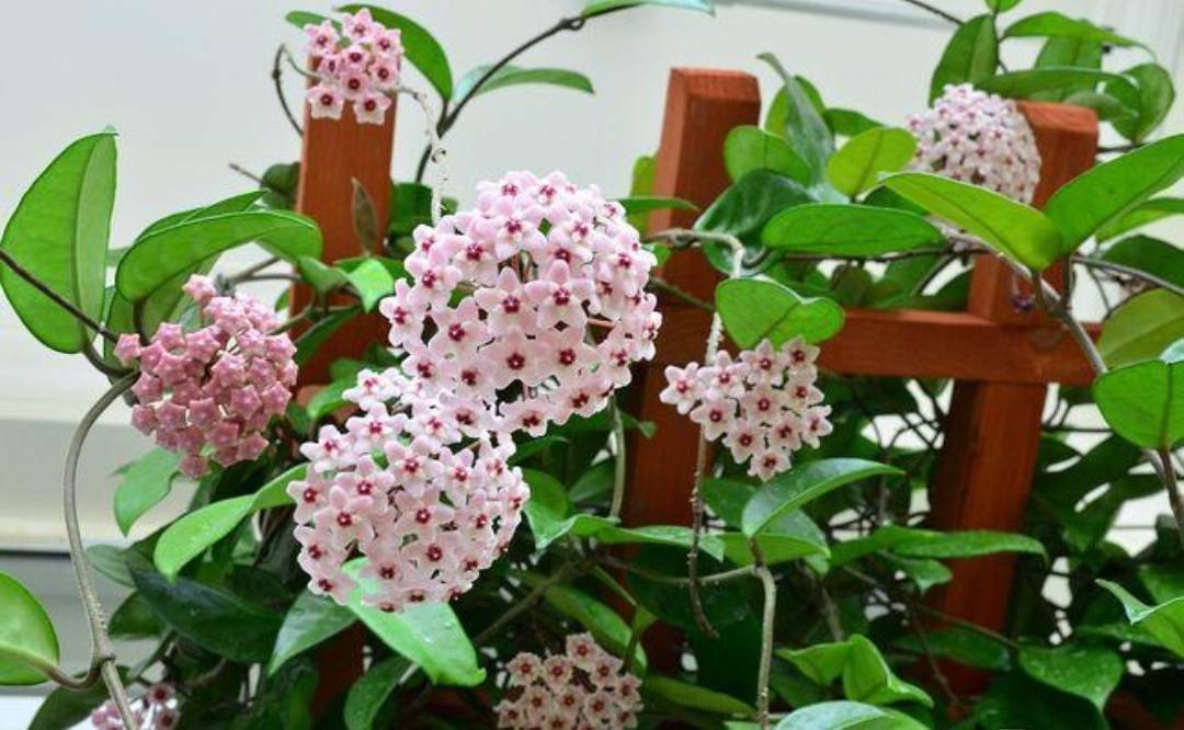 球兰出现花梗却不开花的原因