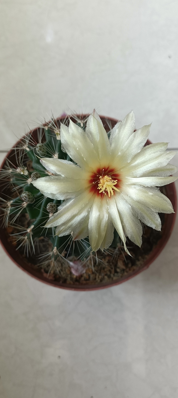 龙王球是仙人球行列中的一个品种,有左旋和右旋两种形态,球体清雅翠绿