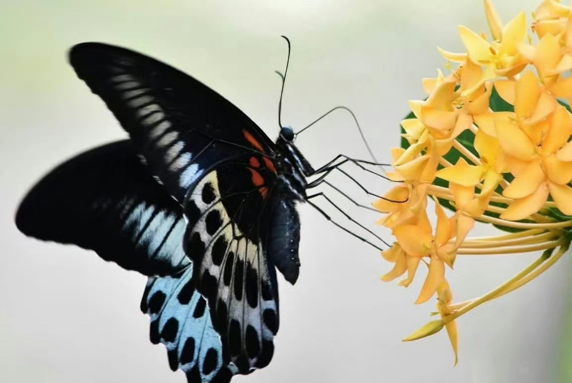 蓝裙美凤蝶(papilio polymnestor)是一种华丽的热带鸟翼科昆虫,身体