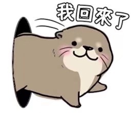 水獭kawauso-san的表情包,超可爱!